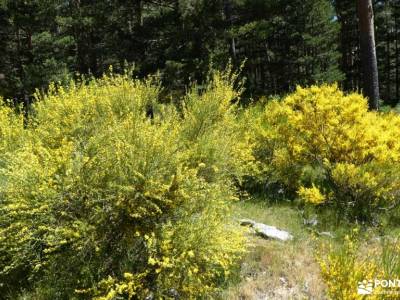 Chorranca y Silla del Rey, Cerro del Moño de la Tía Andrea;muniellos actividades madrid senderos bar